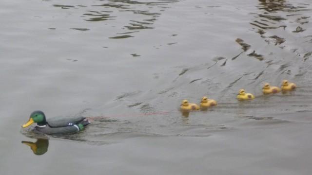 enten